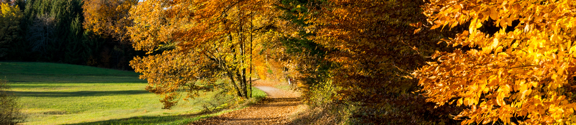 Herbstlandschaft